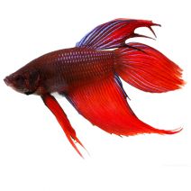 b2ap3_thumbnail_beta_super_fish400.jpg